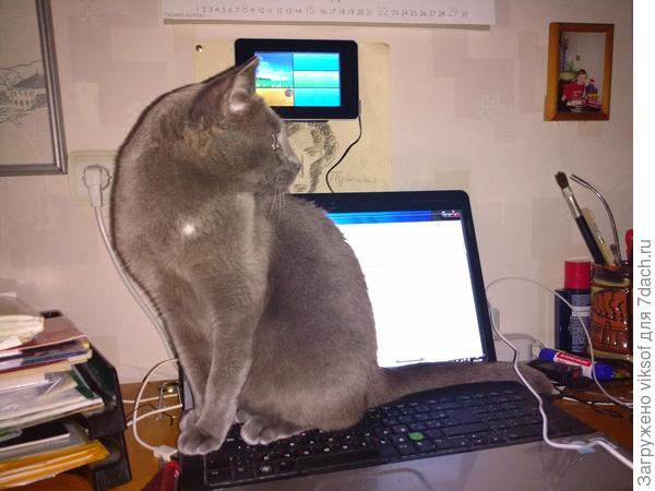 Витас - семидачный кот, всегда в курсе всех событий