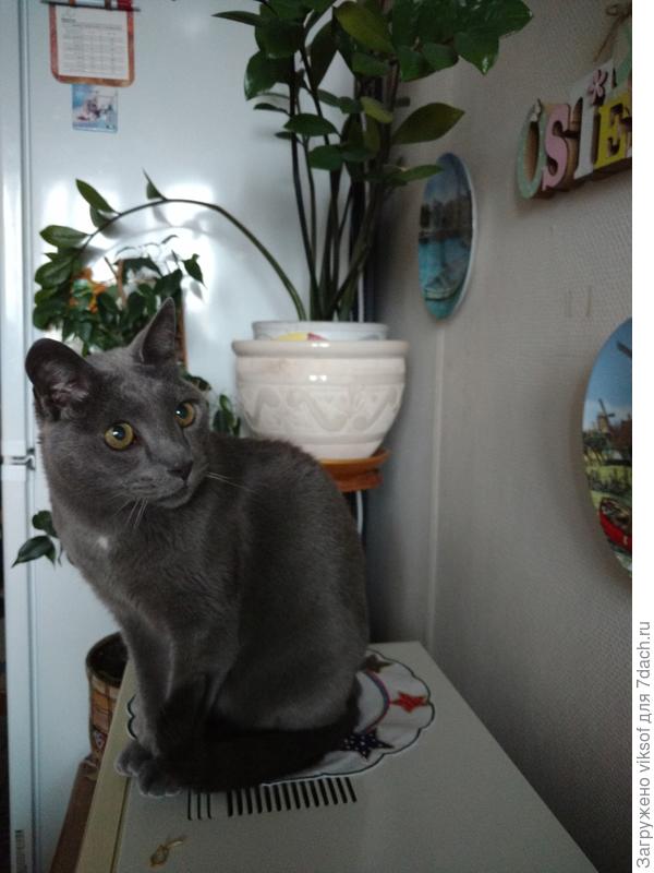 Как же Я да без кота: с ним приятней завсегда!