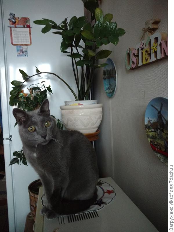 от влюбленного Витаса