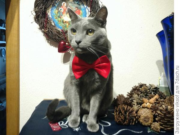 Мы тоже празднуем католическое Рождество!