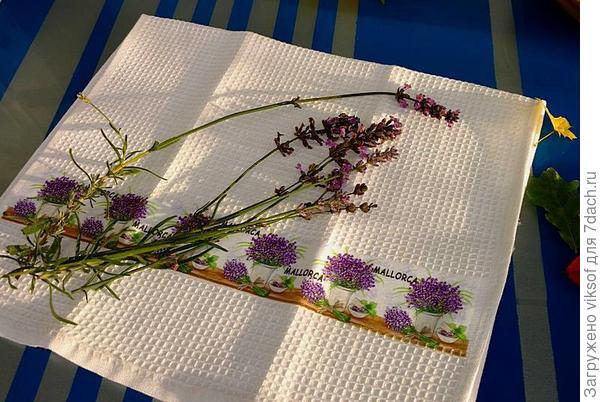 О любимой лаванде всем расскажу!