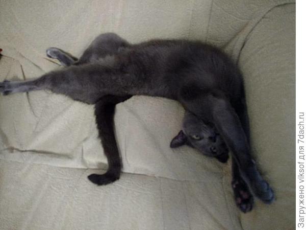 и даже фигурное лежание ему удалось на славу! Так что живите счастливо!