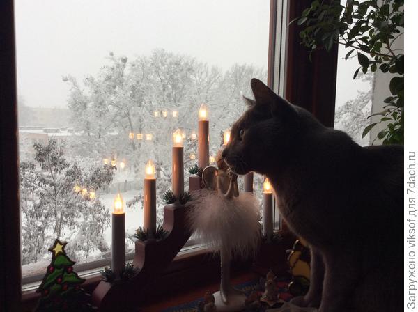 С утра смотрит свой телевизор — зима, синички