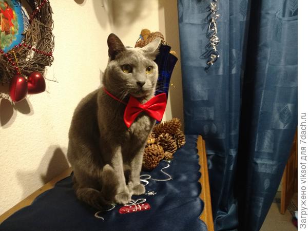 Здесь я встречаю и провожаю гостей своих двуногих, вот решил и тебя приветствовать))! Добро пожаловать!