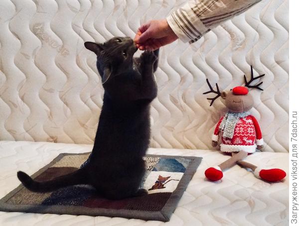 Вот как их не любить?