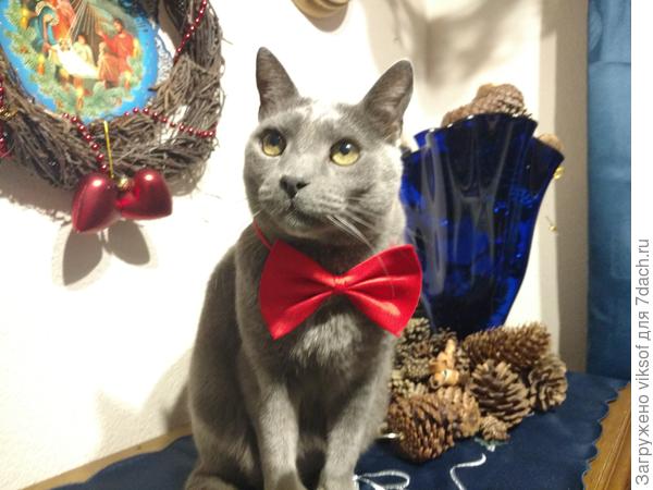 Я хорошо выгляжу!?