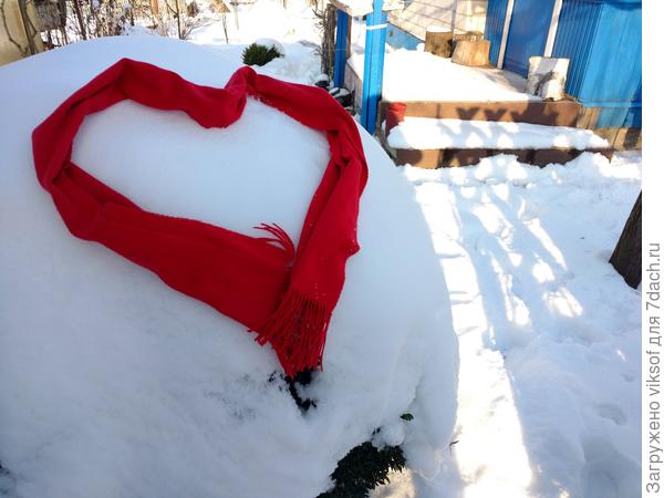 с любовью к самшиту, шапка знатная у него,