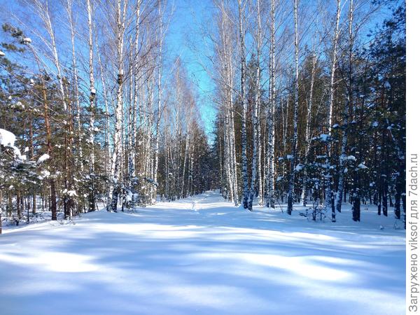 вот она милая берёзовая рощица.