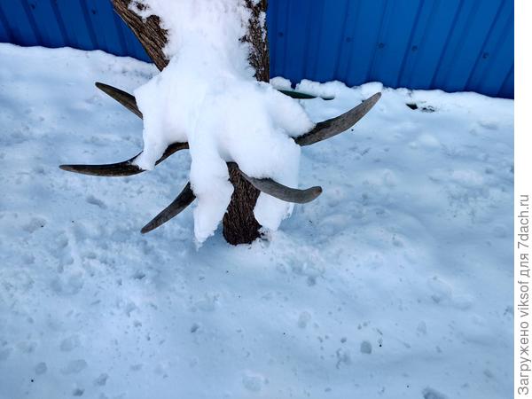 Снежная лапа Хозяина дачи Зимой