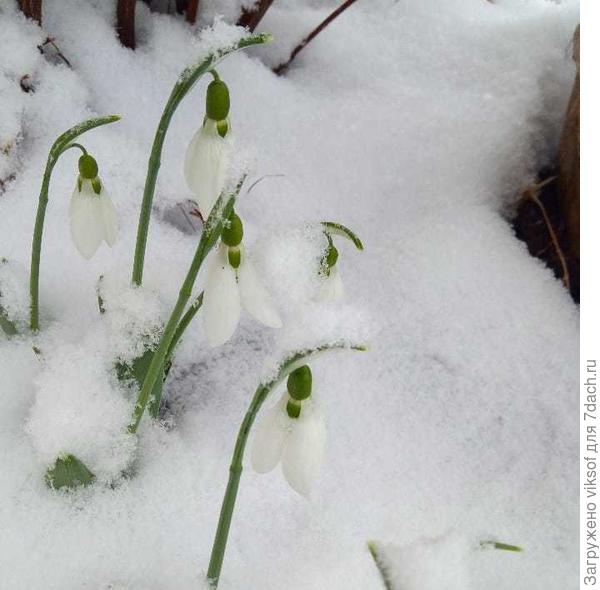 А Весна всё равно придёт!