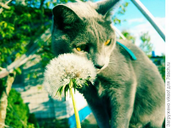 Вот, и цветочек нашёл для тебя!