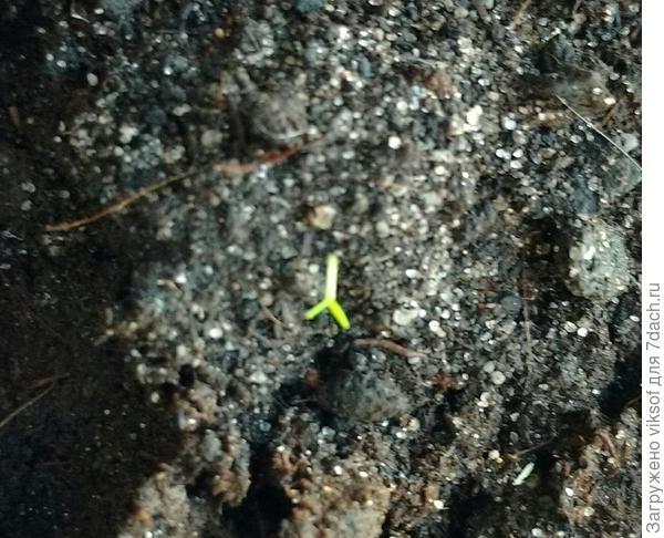 Даже дышать боюсь, но таких малюх уже штук 7, мабыть и правда что-то путное?