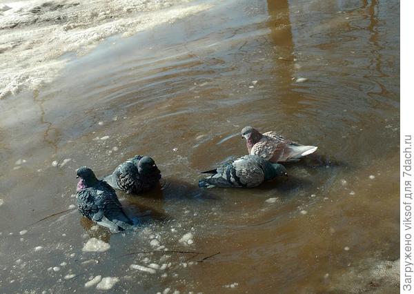 А в городе голуби облюбовали лужу перед подъездом - весна! А вот сегодня снова Зима: вчера +7, сегодня - 7, вот такая ситуация