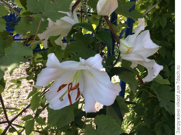 А такой как у тебя нету, надо посмотреть, очень понравилась!