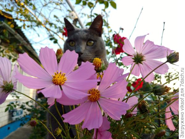 Космея хороша любая!