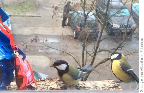 Надо срочно поменять экспозицию за окном, уже верба котиков выпустила)))!