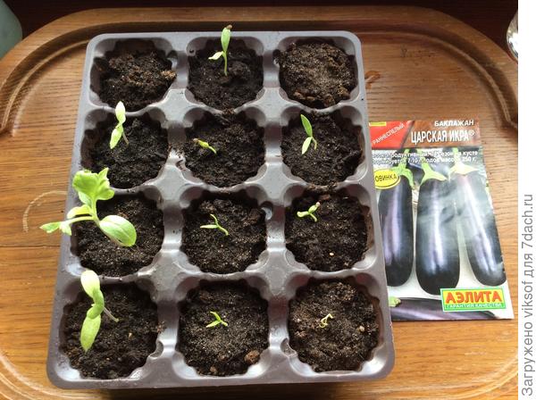 а это баклажаны неравномерно взошли, выскочку Витас понадкусил, но основные посевы пойдут в «улитки»