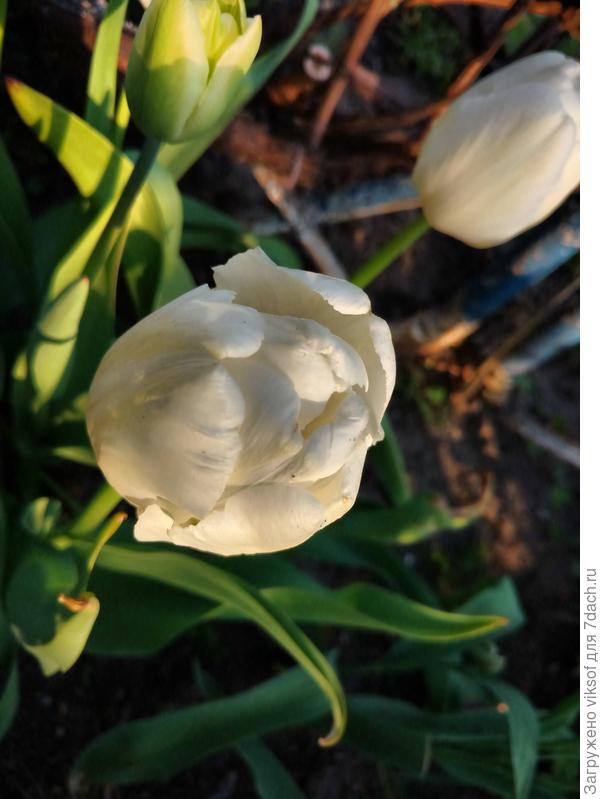 А теперь мне и твои тюльпаны надА!
