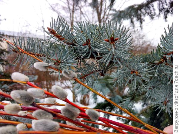 Первые вестники Весны(