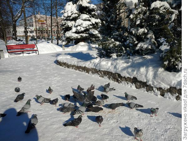 в сквер надо приходить с батоном, особенно в морозное мартовское утро..