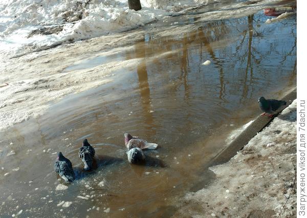 у нас их много, в городе - голуби, а на даче горлицы живут, очень красивые,