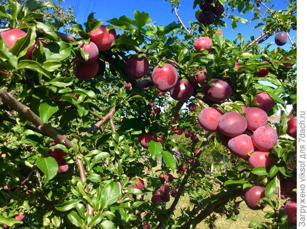 А урожай отличным!