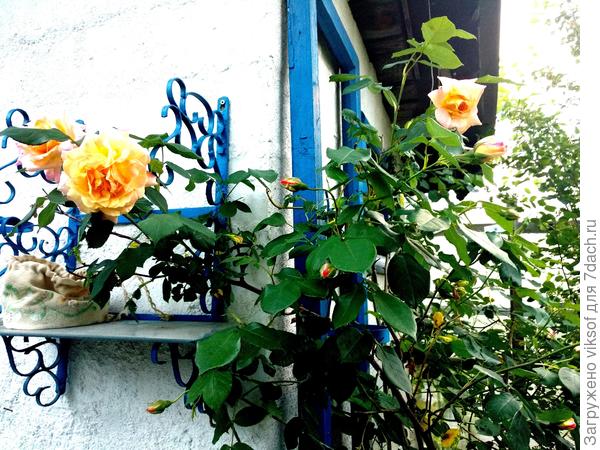 Я тоже люблю розы, вот моё золотце!