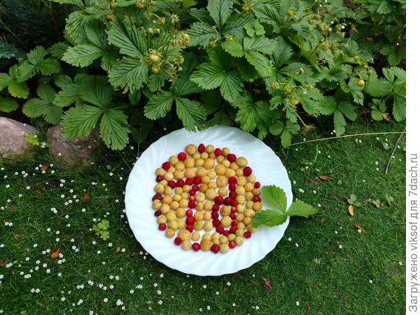 и красненькая без имени, да и ладно - вкусно!