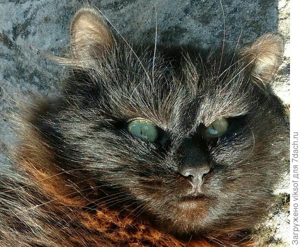 Тоже мартовский - а взгляд...съел угощение и ушёл по своим мартовским делам, у нас потеплело, завтра будет 8 с плюсом, собираемся съездить на дачу