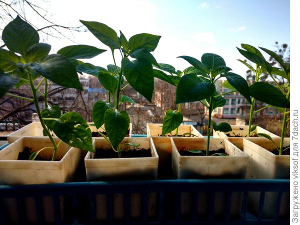 Зелени добавим, перчики скоро уже захотят в теплицу, снега уже почти нет совсем...скоро, скоро Весна!