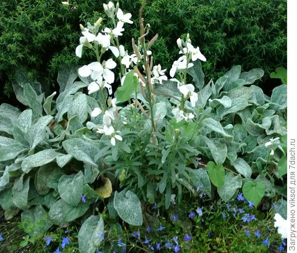 Это она? Но аромата как у ночной фиалки не дождалась, зато она многолетняя