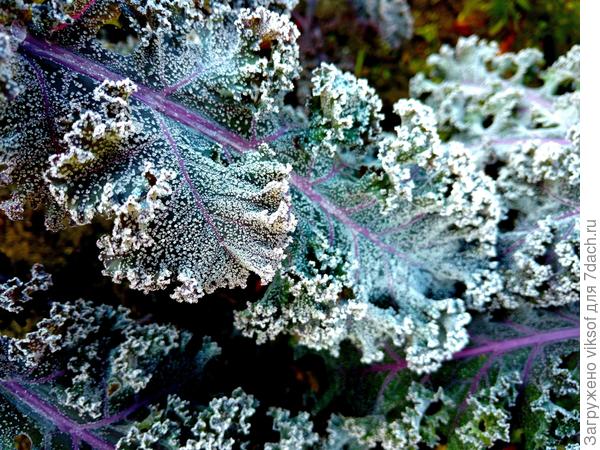 Я вот такую рОстила, очень-очень полезная, но жОсткая и не вкусная...или готовить не знала как