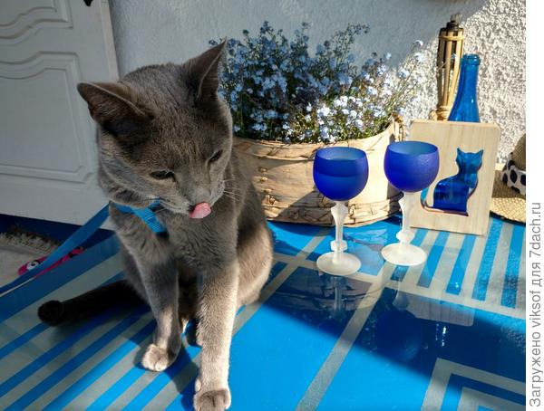 Витас угощает победителей, пробу снял, сказал - неси фужеры и конфеты!