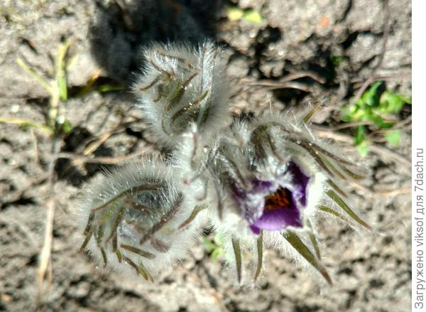 Апрельский первенький для тебя!