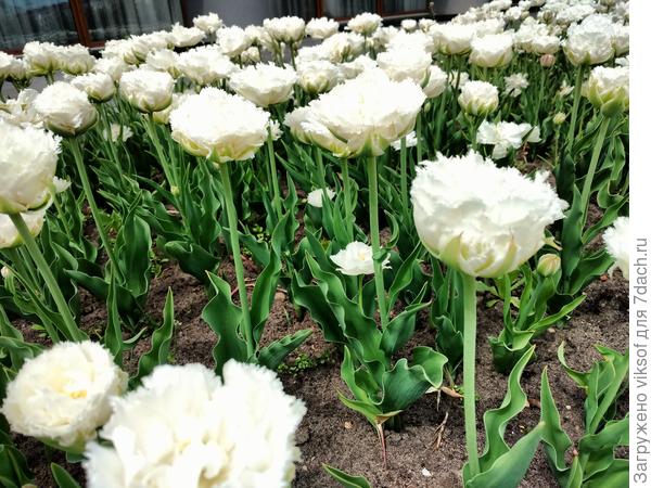 И прекрасные тюльпаны!