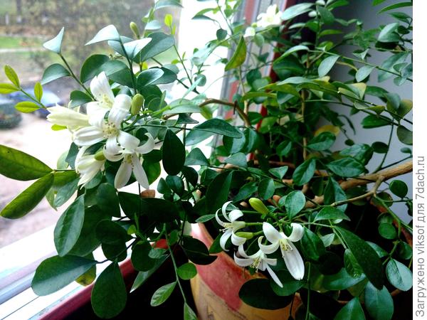 Моя любимица - муррайя!