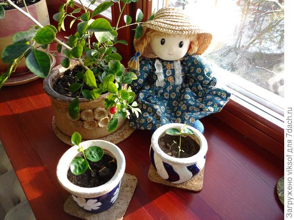 моим цветам очень нравятся горшки из керамики, вот эти маленькие я привезла из Голландии