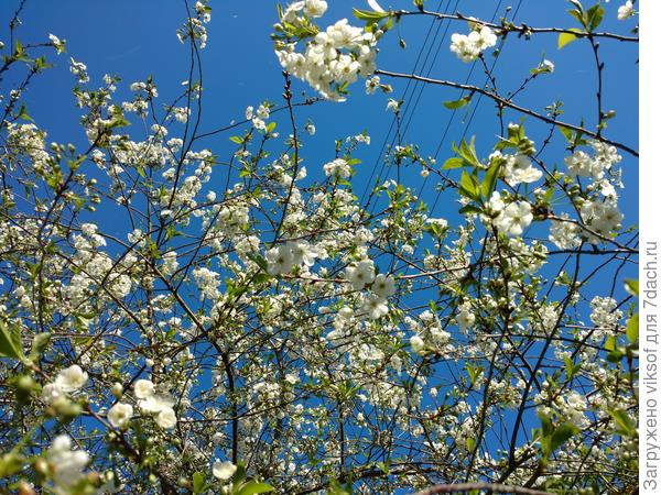 Придёт красавица! Придёт!