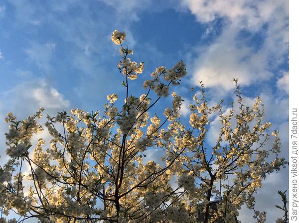 Пусть к нам всем скорее придёт Весна!