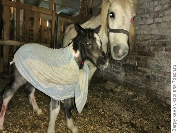 А у нас у друзей на ферме сегодня пончик родился, мама пони и пончик чувствуют себя хорошо!