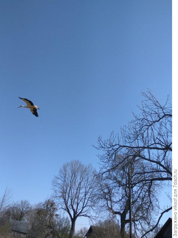 Аисты прилетели!