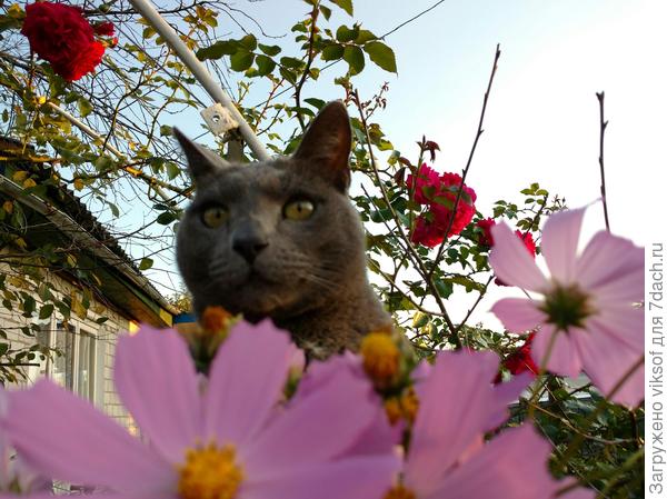 А как же ж без Витаса!?