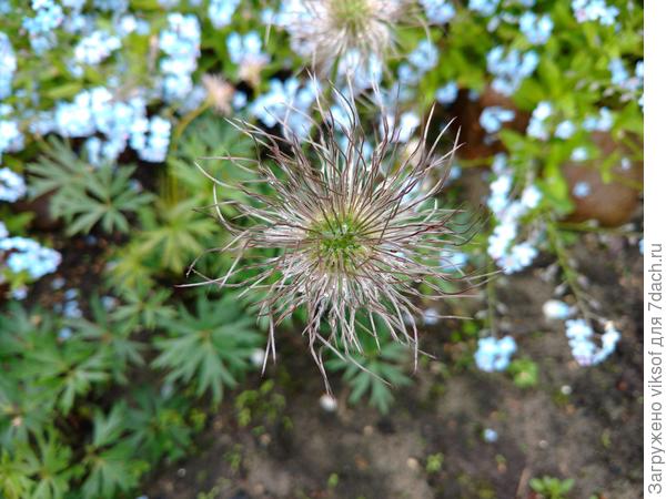 Мне очень нравятся листья и сам цветок без лепестков с будущими семенами