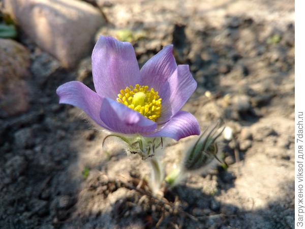 Это перед тем как опадут лепестки, прострел становится светлее,