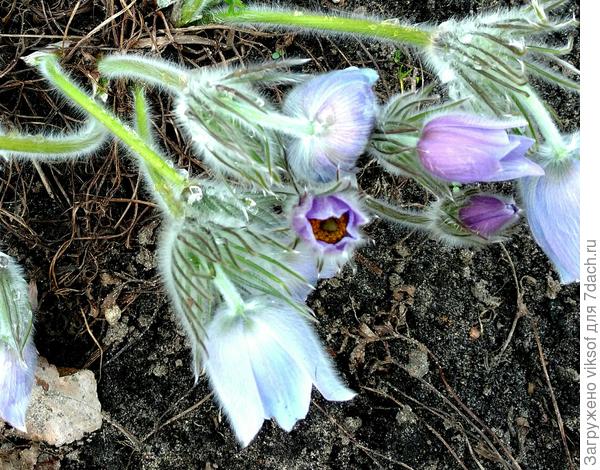 Мой любимчик - прострел, тоже из первых!