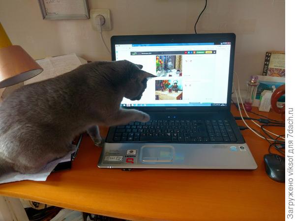 И конечно, Витас шлёт вам свои поздравления муррррмяу