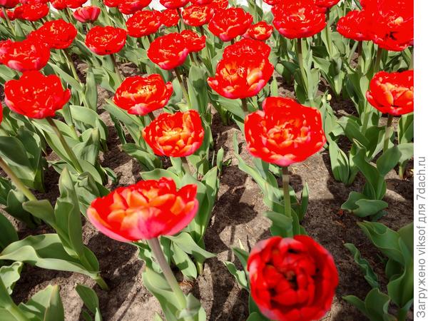 Всего тебе самого доброго, а главное крепкого здоровья, счастья и благополучия на доооооооооооолгие и прекрасные годы!