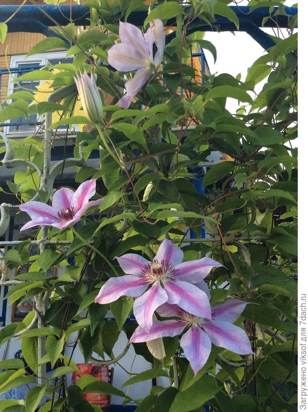 Вот этот мой любимый Нелли Мозер, когдах отсадила, он переболел, но всё обошлось!