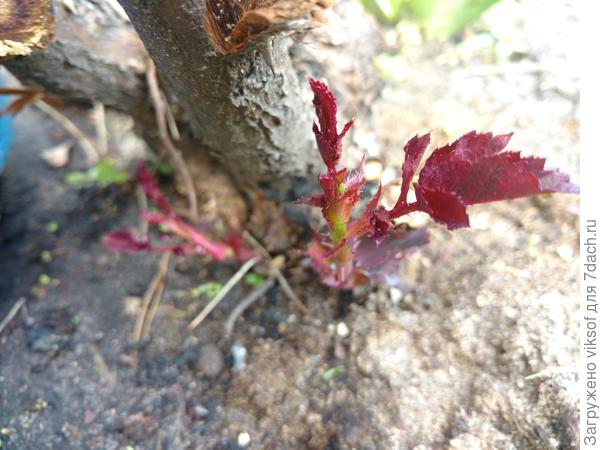От корня выглянули два новых побега, от радостного волнения ручки мои дрожали и резкости нет, но я счастлива, я ведь со слезами просила не покидать меня...
