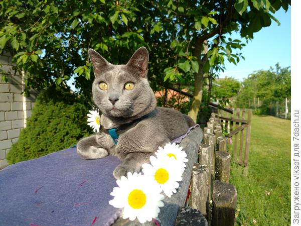 Здравия желаем! Дратути! Бусинке огромный привет - муррррмяу!